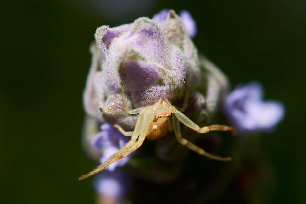 La fotografia macro di un ragno su una pianta fiorita