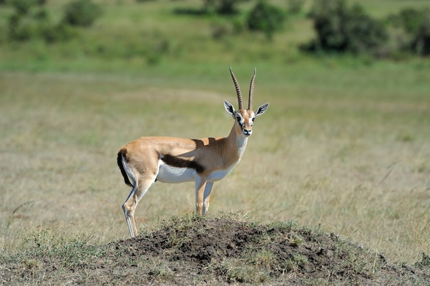 La gazzella di Thomson sulla savana in Africa
