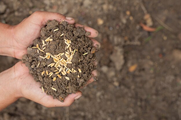 La Giornata mondiale dell'alimentazione, la mano di un uomo abbraccia il terreno con semi di risaia in cima.