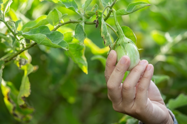 La mano del contadino, la donna con in mano la verdura e quella di un campo di riso.