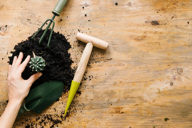 La mano del giardiniere che pianta la pianta del cactus con il suolo e lo strumento di giardinaggio contro la superficie di legno