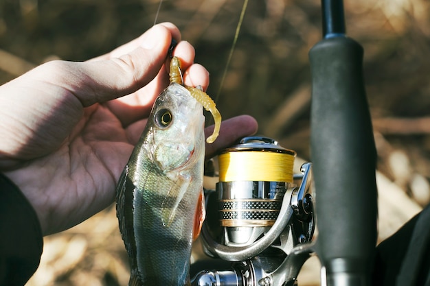 La mano del pescatore con pesce pescato fresco