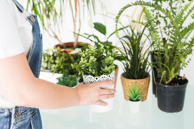 La mano della donna che organizza le piante in vaso sulla scrivania