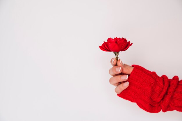 La mano della donna con fiore rosso