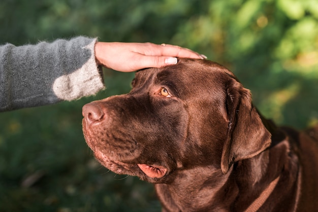 La mano della persona che segna il suo cane labrador nel parco