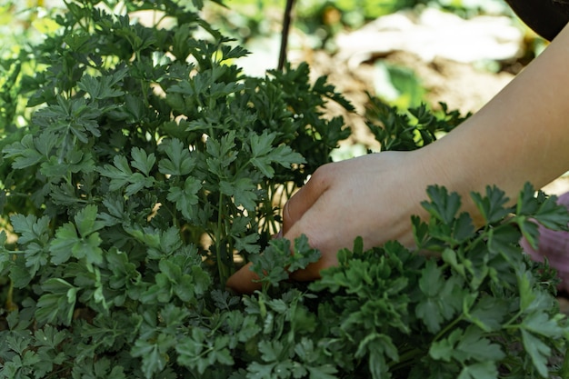 La mano di una donna raccoglie foglie di prezzemolo in giardino.