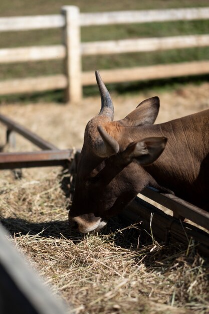 la mucca mangia il cibo