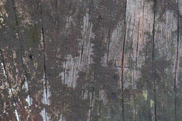 la natura del primo piano in legno albero tessitura