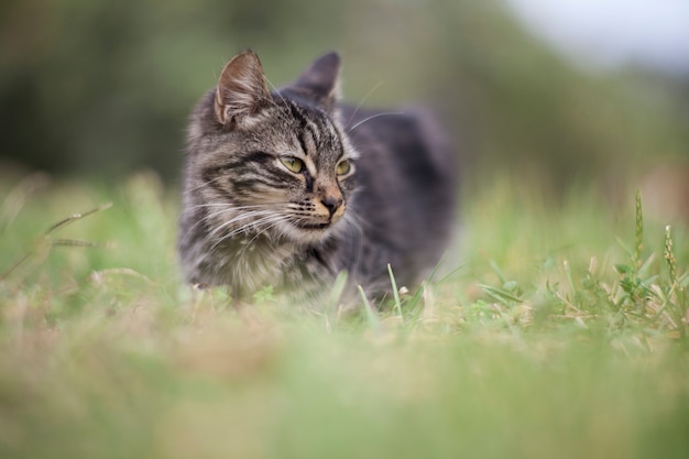 la natura e gli animali