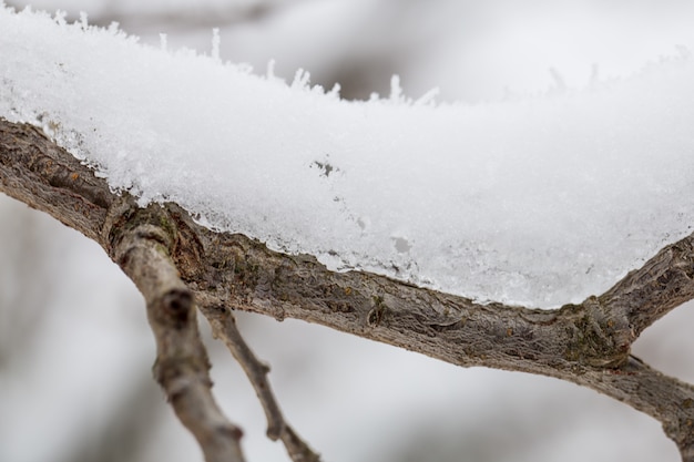 la neve sui rami del primo piano, clima invernale