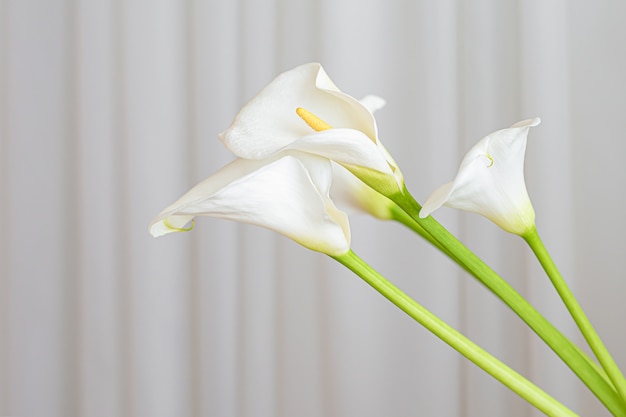 La pianta della calla fiorisce su un fondo bianco del tessuto.