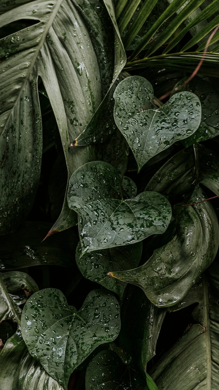 Foto gratuito la pianta di monstera bagnata lascia lo sfondo del cellulare
