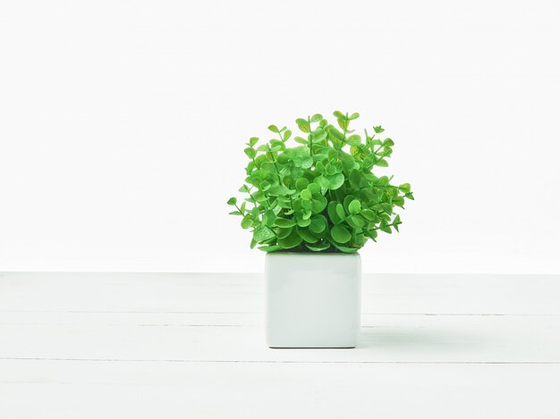 La pianta verde in vaso