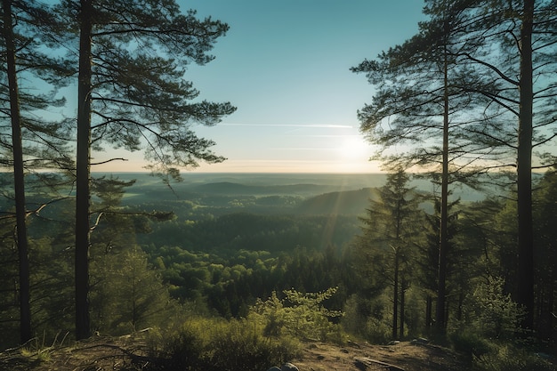 La prospettiva della bellissima copertura degli alberi