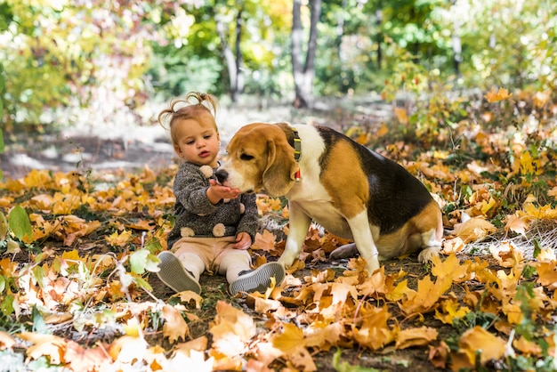 La ragazza che gioca con il cane del cane da lepre che si siede in acero copre di foglie alla foresta