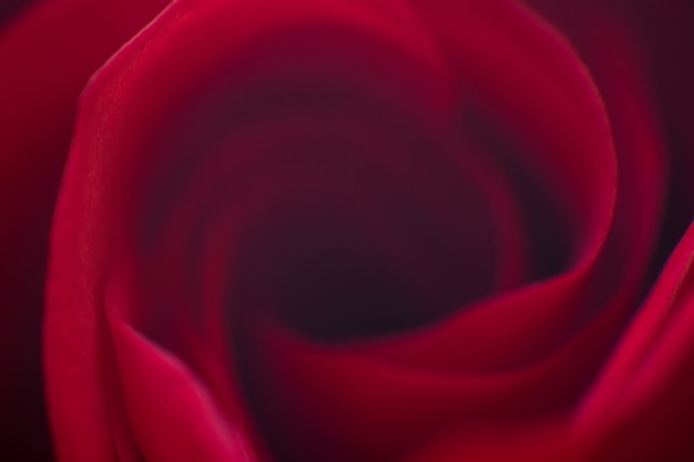 La rosa rossa si chiude in su