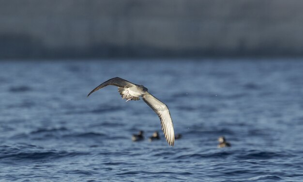 La shearwater di Scopoli, Calonectris diomedea