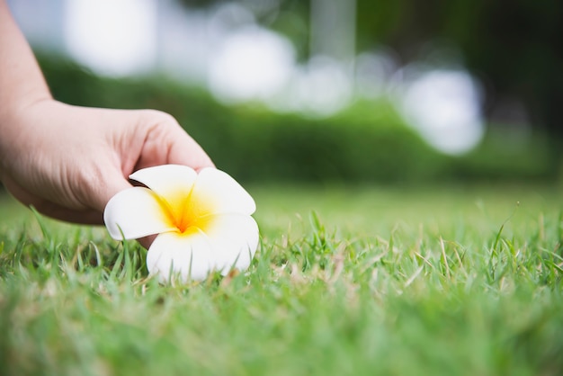 La signora passa a mano il fiore di plumeria dalla terra dell'erba verde - la gente con il bello concetto della natura