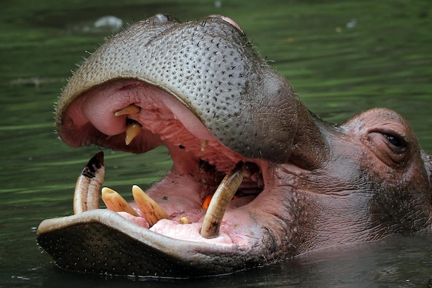 La testa di un ippopotamo sta aspettando il cibo nel fiume