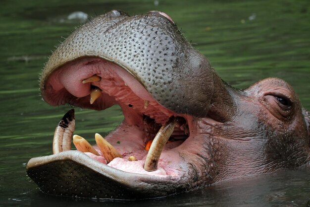 La testa di un ippopotamo sta aspettando il cibo nel fiume