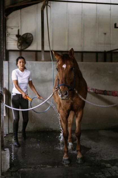 La toelettatrice si prende cura e pettina il pelo del cavallo dopo le lezioni ippodromo. La donna si prende cura di un cavallo, lava il cavallo dopo l'allenamento.