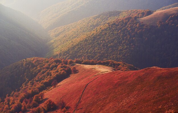 La vegetazione degli altipiani in estate modesta e colori insolitamente belli fiorisce in autunno, prima del freddo. Mirtilli rosso vivo, verde bosco di conifere, arancio buk- montagne sinie- fascino fantastico.