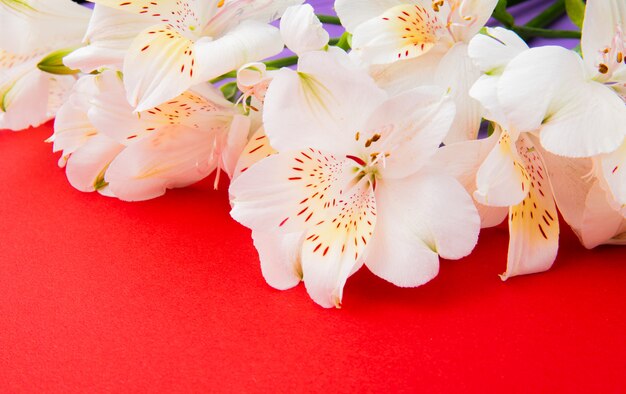 La vista laterale di alstroemeria bianco di colore fiorisce su fondo rosso