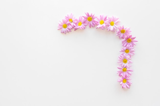 La vista superiore dei fiori rosa della margherita ha sistemato sopra isolato su fondo bianco