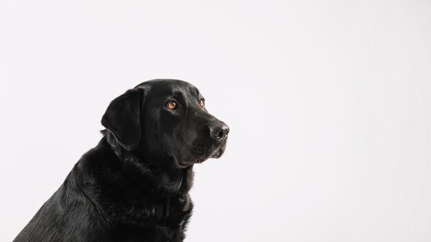 Labrador adorabile su bianco