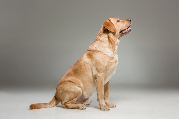 Labrador recuperare