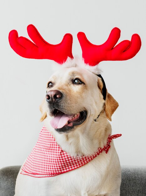 Labrador retriever sveglio che indossa i antlers