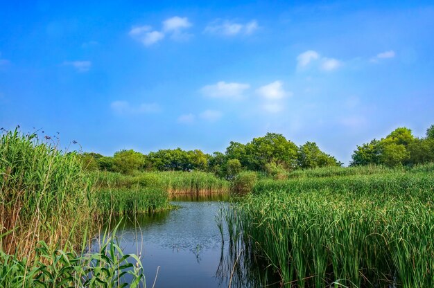 Lago con piante