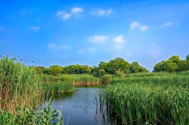 Lago con piante