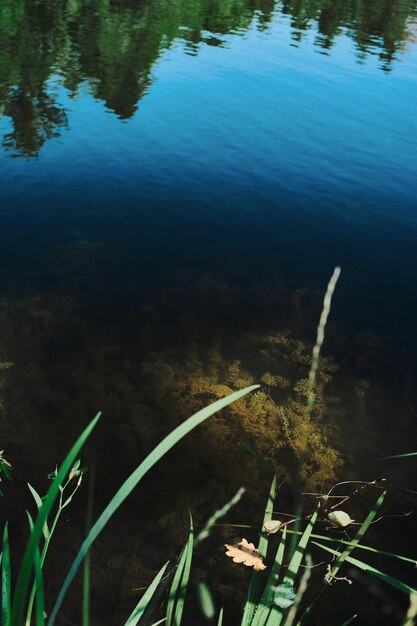 Lago forestale a mezzogiorno alghe nelle profondità dello sfondo naturale del lago Vista dall'alto dell'ecosistema forestale idea cornice verticale per carta da parati o banner