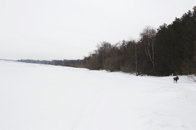 Lago ghiacciato in Canada.