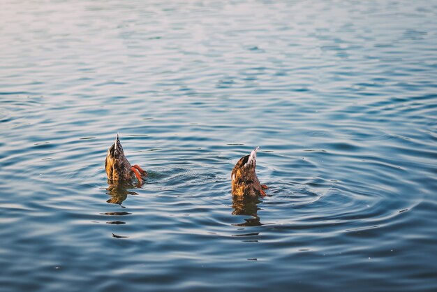 Lago tranquillo con due anatre domestiche