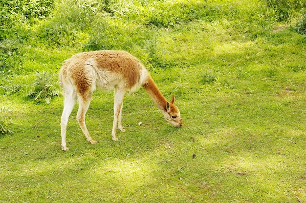 Lama al pascolo in un prato verde