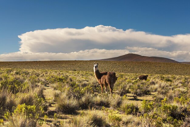 Lama in Bolivia