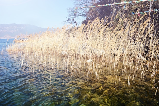 Lame di paglia che esce dall&#39;acqua