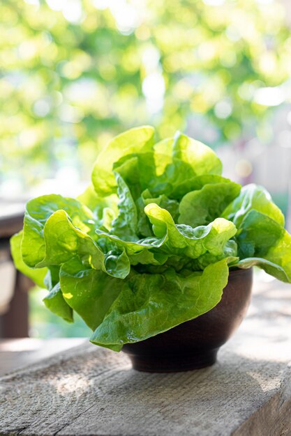 Lattuga fresca in una ciotola dell'argilla nel giardino di primavera. Stile di vita alimentare sano