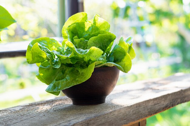 Lattuga fresca in una ciotola dell'argilla nel giardino di primavera. Stile di vita alimentare sano