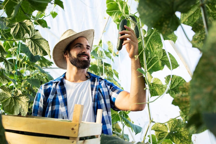 Foto gratuito lavoratore che raccoglie i cetrioli e si prepara per la vendita sul mercato