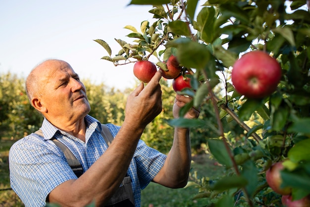 Lavoratore dell'uomo maggiore che controlla le mele nel frutteto