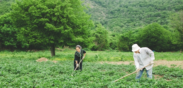 Lavoratori che piantano le verdure nell'azienda agricola con le attrezzature.