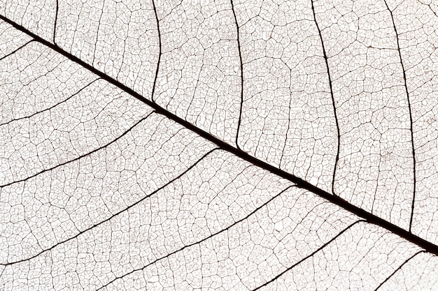 Lay piatto di foglie trasparenti texture
