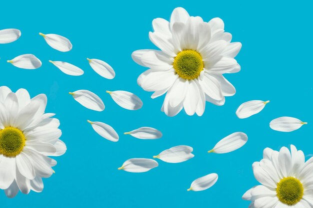 Lay piatto di margherite primaverili con petali