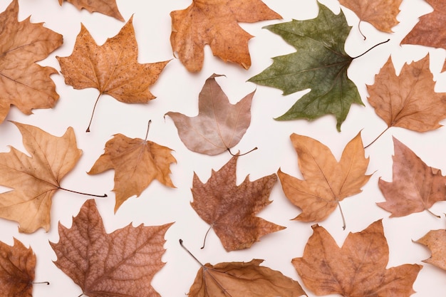 Lay piatto di raccolta di foglie di autunno