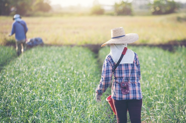 Le donne giardiniere stanno fertilizzando il giardino delle cipolle