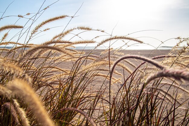 Le erbe di campo nella zona della steppa alla luce del sole si chiudono. Natura estiva.