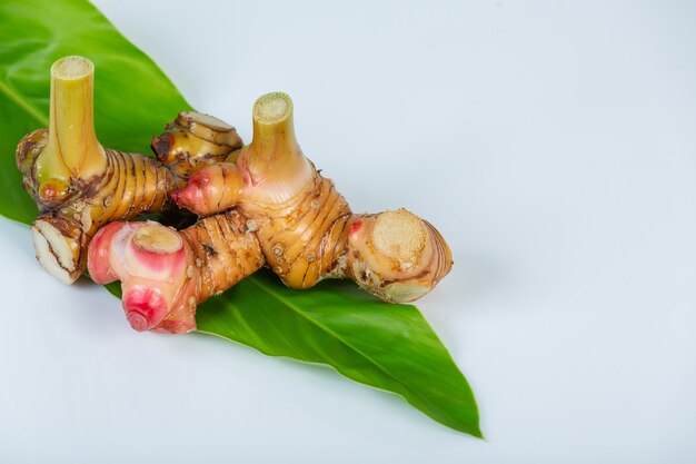 Le erbe naturali di galanga sono erbe naturali in Asia sulla parete bianca.